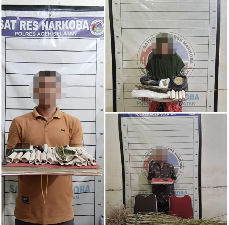 Peredaran Ganja di Aceh Selatan Digagalkan, Polisi Sita 110 Batang dan Tangkap Tiga Pelaku