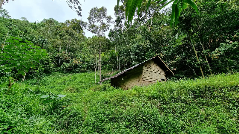 APEL Green Aceh Desak Mualem Buktikan Komitmen Selamatkan Hutan Aceh