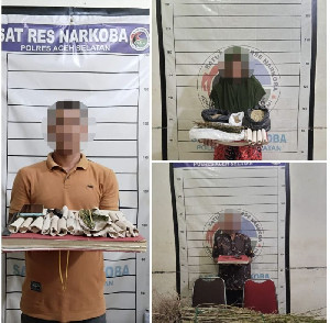 Peredaran Ganja di Aceh Selatan Digagalkan, Polisi Sita 110 Batang dan Tangkap Tiga Pelaku
