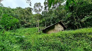 APEL Green Aceh Desak Mualem Buktikan Komitmen Selamatkan Hutan Aceh