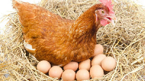 Usai Suro dan MBG Dimulai, Harga Ayam-Telur di Tingkat Peternak Mulai Pulih