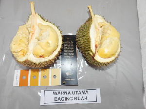 Aceh Jaga Plasma Nutfah Durian Lokal, Siapkan Sentra Durian Unggul Bernilai Ekonomi Tinggi