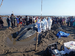 Paus Bungkuk 7,7 Meter Terdampar di Bali, Sempat Diselamatkan tapi Mati