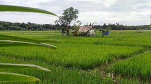 Perkuat Ketahanan Pangan, Simeulue Mulai Cetak Sawah Baru 1.050 Hektare