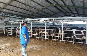 BBPTU-HPT Baturraden Gandakan Penjualan Susu Segar Berkat Tata Kelola Bersih