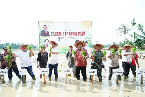 Tanam Perdana Padi di Aceh Tamiang, Sekda Aceh: Ini Simbol Petani Bangkit Pasca Bencana