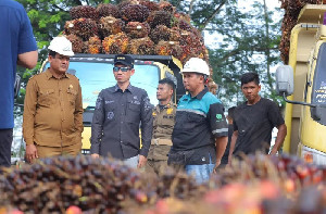 Bupati Aceh Barat Sidak Pabrik Sawit, Harga TBS Masih di Bawah Ketetapan