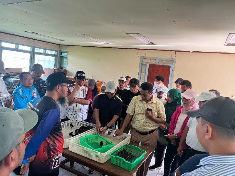 Kementan Kembangkan 5.000 Indukan Ayam ALOPE UNHAS-1 untuk Ketahanan Pangan