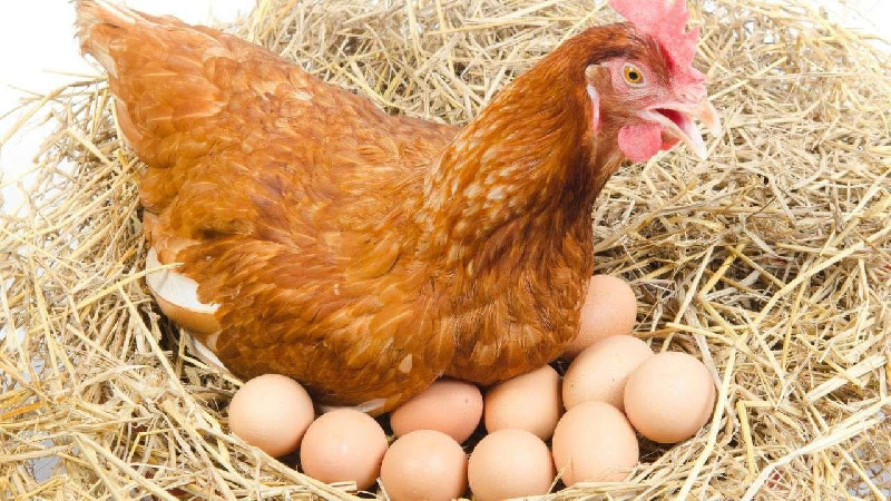 Usai Suro dan MBG Dimulai, Harga Ayam-Telur di Tingkat Peternak Mulai Pulih