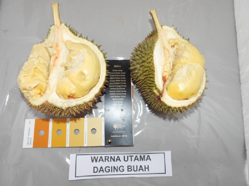 Aceh Jaga Plasma Nutfah Durian Lokal, Siapkan Sentra Durian Unggul Bernilai Ekonomi Tinggi