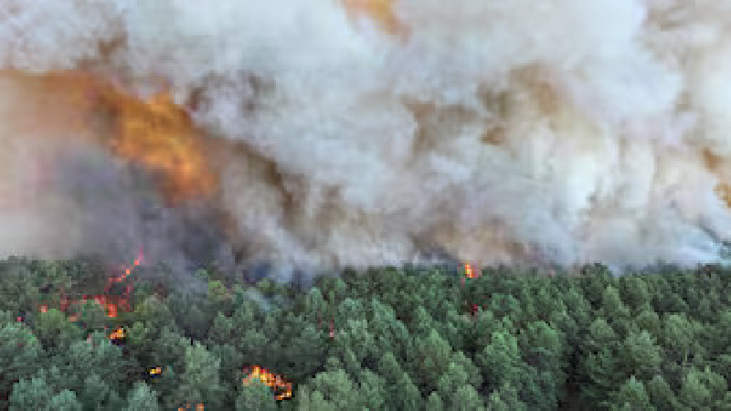 Kebakaran Hutan Fontainebleau Dekat Paris Picu Evakuasi di Tengah Gelombang Panas Eropa