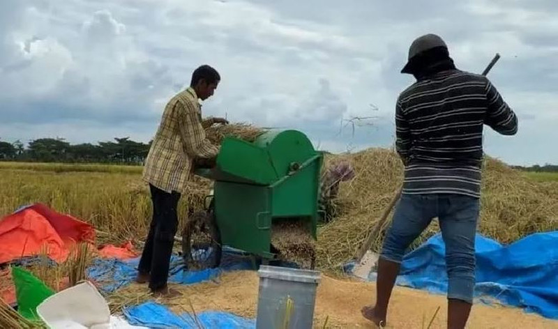 Bulog Aceh: Harga Gabah Petani Tembus Rp8.100 per Kg, Jauh di Atas HPP