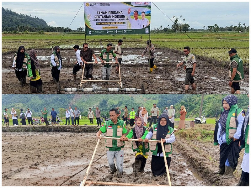 BRMP Aceh Tanam Perdana Padi PM-AAS di Aceh Selatan, Target 10 Ton per Hektar