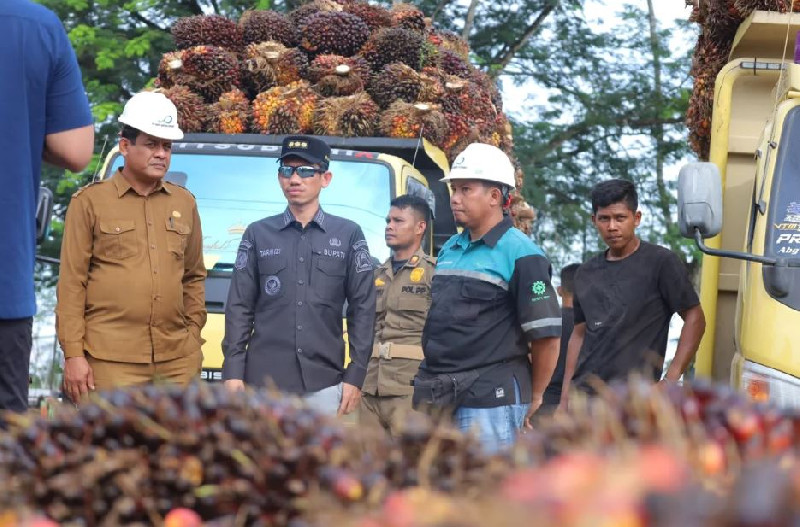 Bupati Aceh Barat Sidak Pabrik Sawit, Harga TBS Masih di Bawah Ketetapan
