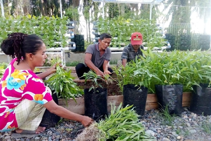 Dari Huntara, Warga Aceh Tamiang Menanam Harapan