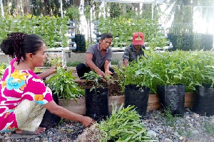 Dari Huntara, Warga Aceh Tamiang Menanam Harapan