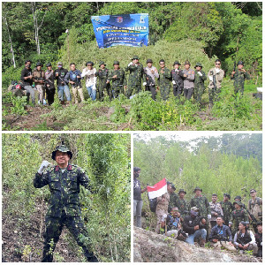 Kado Kemerdekaan, BNNP Aceh Musnahkan 12 Hektare Ladang Ganja