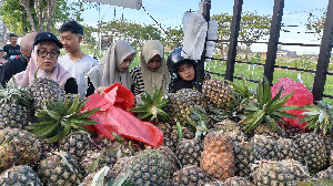 Nanas Asal Tarutung Jadi Buruan Warga Banda Aceh, Harga Mulai Rp5 Ribu