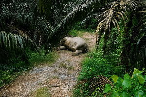 Gajah Sumatra Ditemukan Mati di Perkebunan Sawit Aceh Tamiang