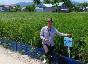 Pemkab Nagan Raya Ajukan Rehabilitasi 129 Hektare Sawah Rusak Pascabencana ke Kementan