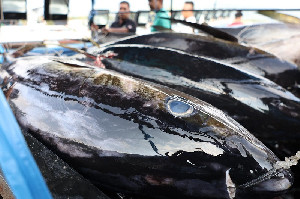 KKP Bongkar Hasil Pengawasan Perikanan Tuna: 87 Kapal Ditindak, 242 Kasus Disanksi