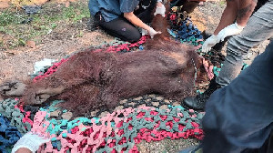 Kebakaran Hutan di Ketapang, Orangutan Jantan Ditemukan Lemas dan Dievakuasi