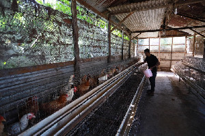 Peternak Ayam di Aceh Keluhkan Harga Pakan yang Terus Meningkat