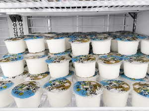 Produksi Susu BBPTUHPT Baturraden Tembus 8.000 Liter per Hari, Dukung Program MBG
