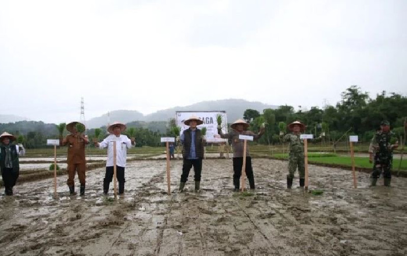 Bupati Aceh Selatan Tanam Padi Serentak, Ada Program Bajak Sawah Gratis untuk Petani