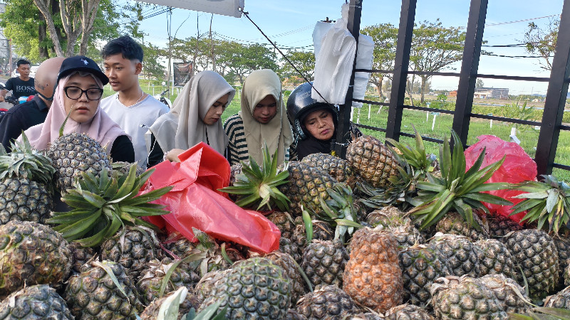 Nanas Asal Tarutung Jadi Buruan Warga Banda Aceh, Harga Mulai Rp5 Ribu