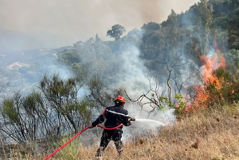 Kebakaran Hutan di Aljazair Tewaskan 12 Orang, 54 Lainnya Terluka