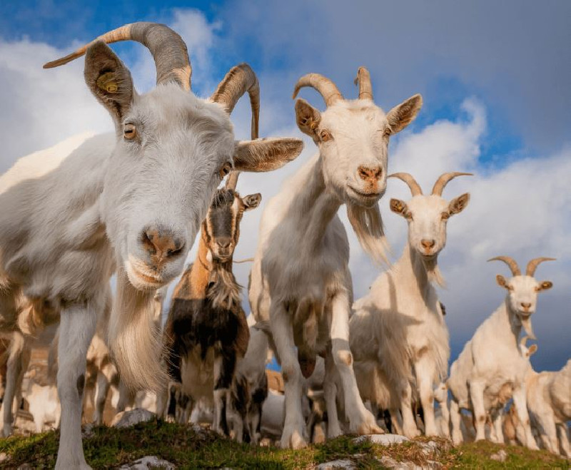 Kementan Kembangkan Kambing Saanen, Bisa Hasilkan 3 Liter Susu per Hari