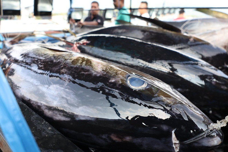 KKP Bongkar Hasil Pengawasan Perikanan Tuna: 87 Kapal Ditindak, 242 Kasus Disanksi
