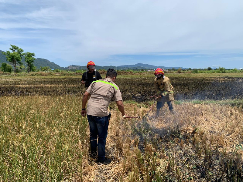 3 Hektare Sawah Pasca Panen Terbakar di Kayee Lee Aceh Besar