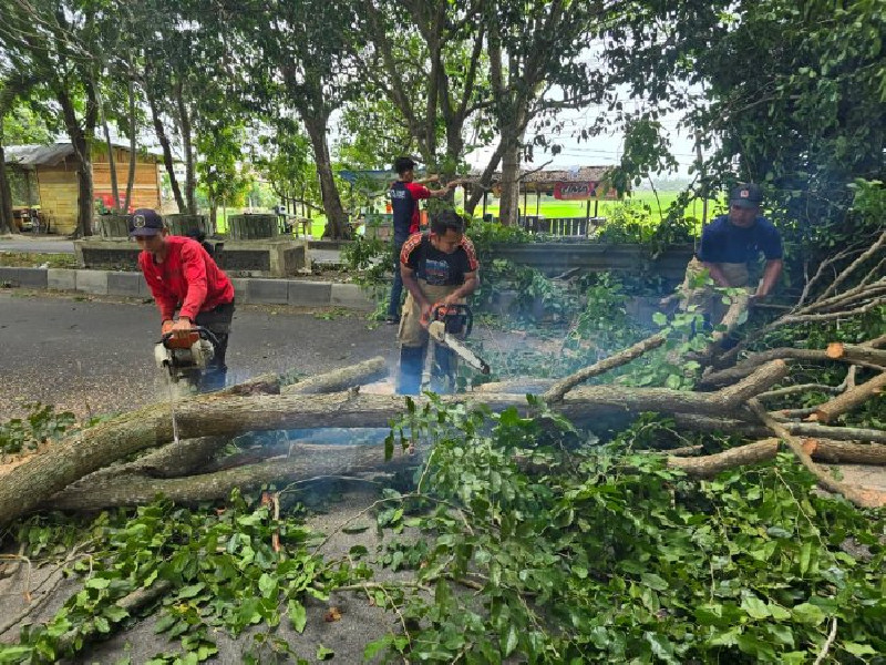 Angin Kencang Kembali Melanda Aceh Besar, BPBD Tangani 7 Kejadian