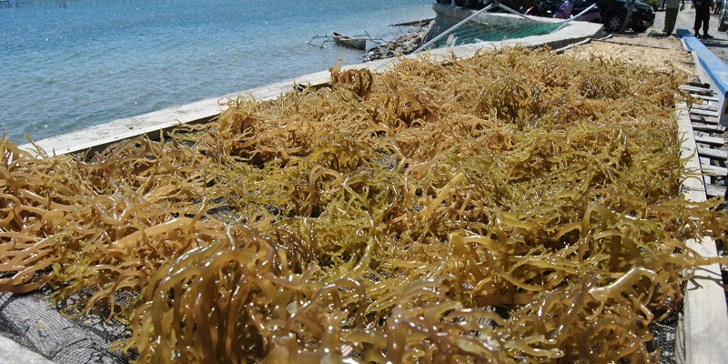 Kabar Baik! Rumput Laut dan Agar-Agar Indonesia Dapat Tarif 0% di Pasar AS