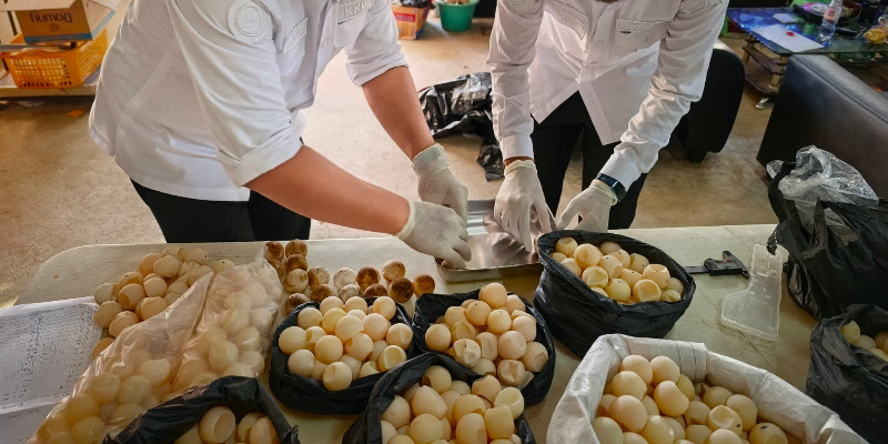 1.286 Telur Penyu Ditemukan di Sambas, 96 Butir Siap Ditetaskan