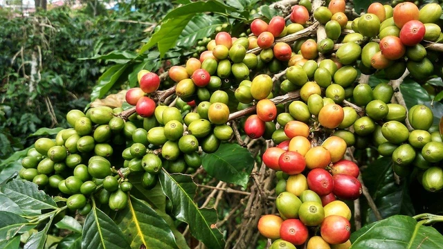 Skor 4,9 di TasteAtlas, Ada Apa dengan Kopi Gayo?