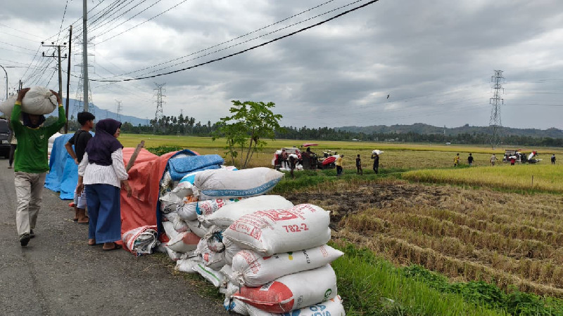 Harga Gabah di Pidie Capai Rp7.500 per Kilogram