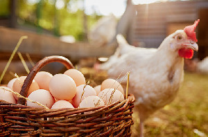 Ini Tantangan Baru Industri Ayam dan Telur Indonesia agar Peternak Makin Untung