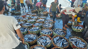 Harga Ikan di Lampulo Banda Aceh Turun, Warga Ramai Beli Untuk Maulid