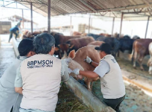Kementan Waspadai PMK SAT-1, 4 Juta Dosis Vaksin Disiapkan