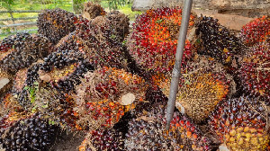 Harga TBS Sawit di Aceh Utara Bertahan Rp3.000 per Kilogram