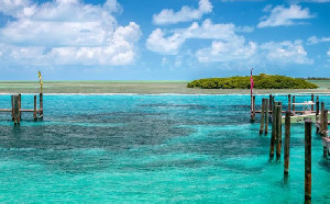 Wisata Lihat Lumba-lumba Berujung Petaka, Wanita Austria Diserang Hiu di Bahama