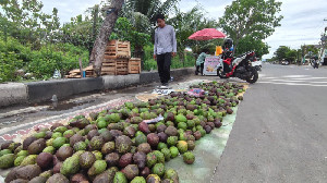 Alpukat dari Dataran Tinggi Gayo Banjiri Banda Aceh, Harga Mulai Rp10 Ribu per Kilogram
