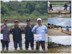 Tanam Padi di Aceh Jaya Pakai Teknologi PMAAS, Ditargetkan Tembus 10 Ton per Hektare