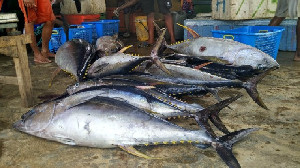 KKP Pastikan Mutu Tuna Sulteng, Ekspor ke AS dan Singapura Capai Rp8,3 Miliar