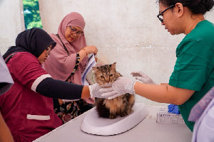 Cegah Rabies Setelah Digigit Hewan: Cuci Luka 15 Menit, Lalu Segera ke Faskes