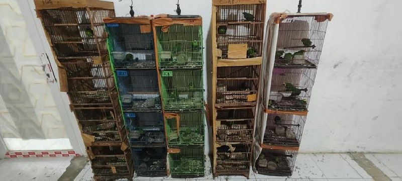 101 Burung Dilindungi Ditemukan di Medan, Kemenhut Selidiki Jaringan Peredarannya