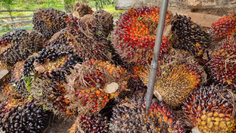 Harga TBS Sawit di Aceh Utara Bertahan Rp3.000 per Kilogram